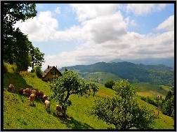 Krowy, Wieś, Góry